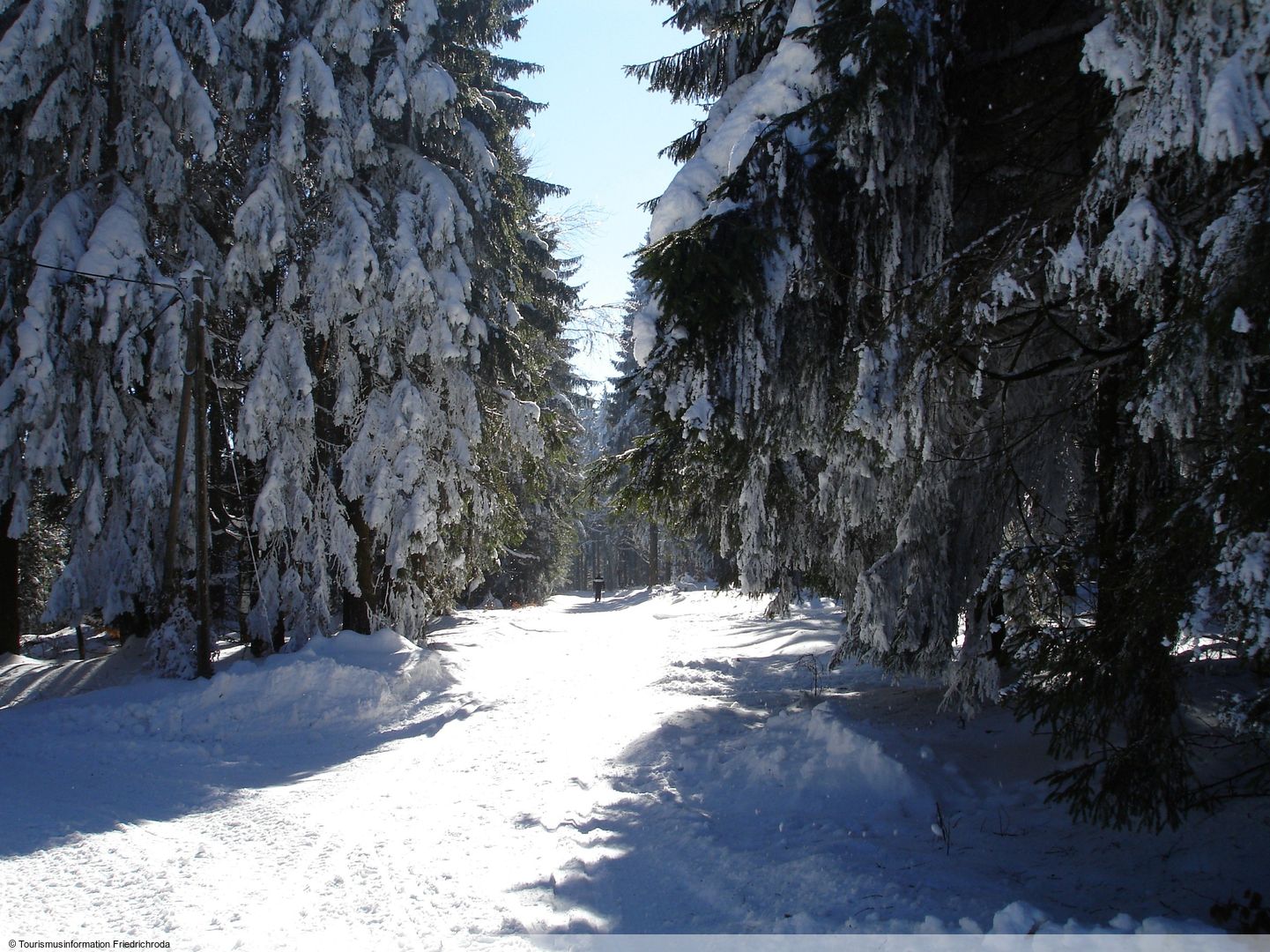 Durynsk&yacute; les