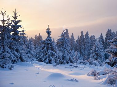 Harz